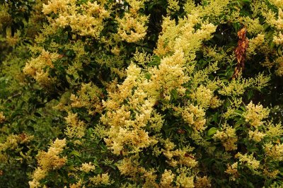 Yellow Flowering Acacia