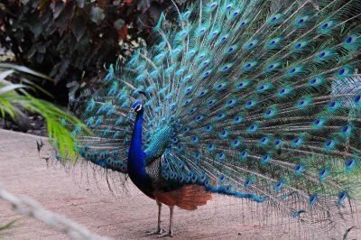 Greeted by a Peacock
