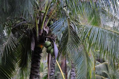 Coconuts on Palm