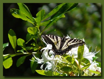 Western Tiger Swallowtail