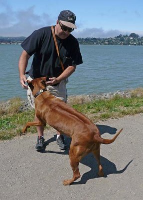 JoJo - the Rhodesian Ridgeback