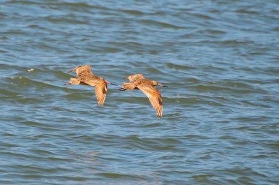 Marbled Godwits In Flight