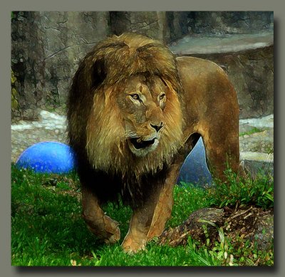 Lion Walk with Glow
