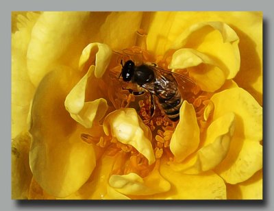 Bee on Yellow - Glow