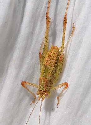 Closeup of Cricket