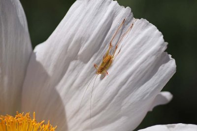 Tiny Cricket on Flower