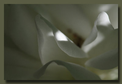 Depths of White Petals