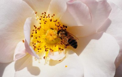 Pale Pink and Honeybee