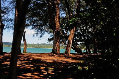 Waikoko Beach and Trees