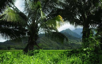 Mountain Through the Palms