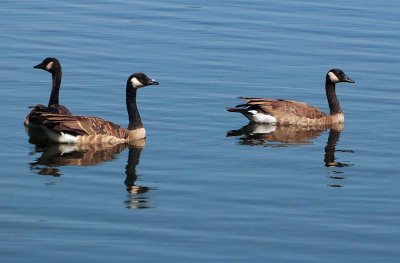 3 Canada Geese