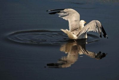 Gull Water Dance