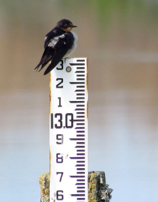 Young Barn Swallow Measuring Up