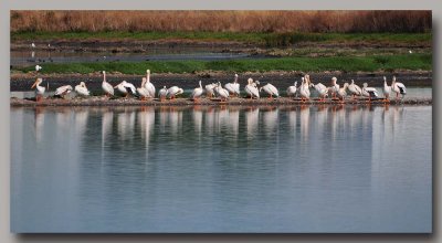 Many Pelicans