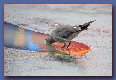 Gull Reflected In Rainbow of Water
