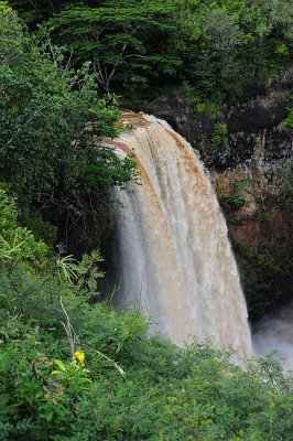 Wailua Falls with Yellow Flowers