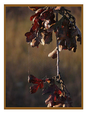 Web and Fall Leaves