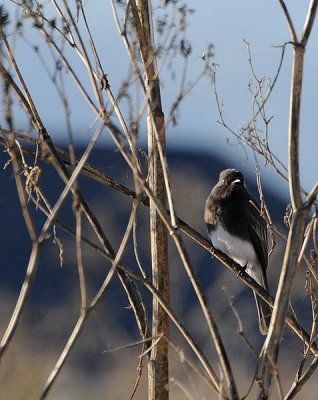 Black Phoebe in the Bush