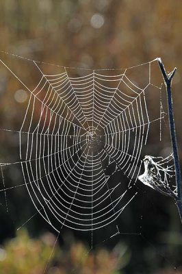 Almost Perfect Web