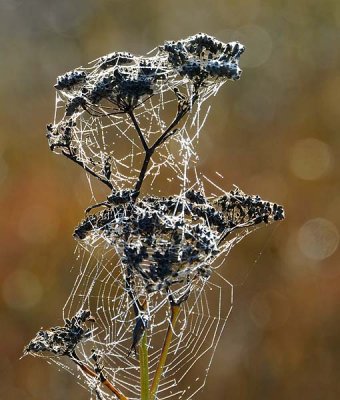 Weedy Web