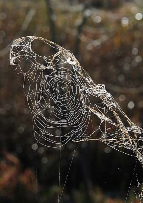 Arched Web