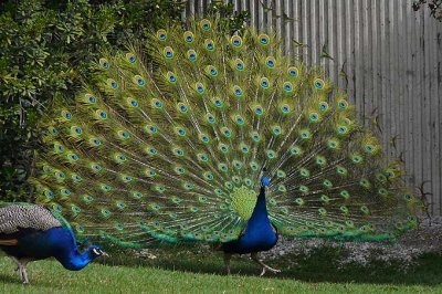 All Spread and One Walking