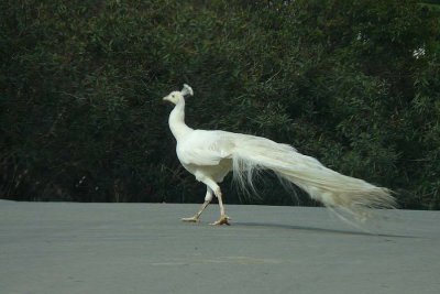 White Peacock on Road