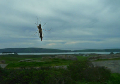 Giant Insect Over Tomales