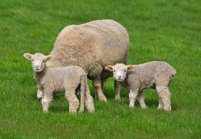 Happy Lambs