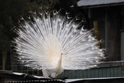 Wings Down