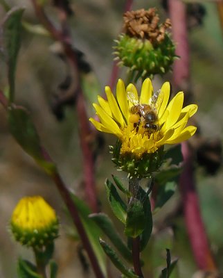 Bee on Gum Plant