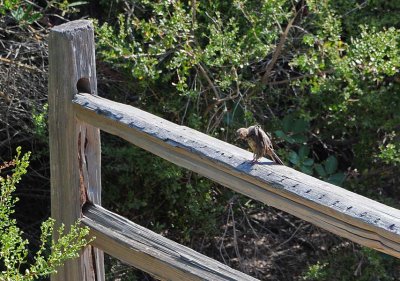 Towhee On the Fence