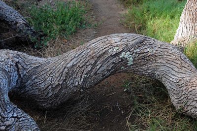 Twisted Trunk