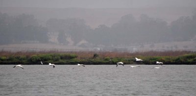 Eight Pelis In Flight