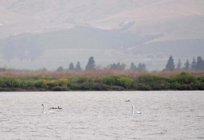 Swans Swim