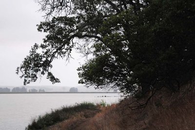 Overhanging Tree