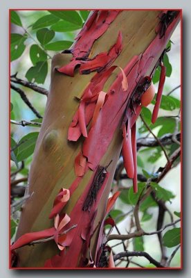 Colorful Madrone
