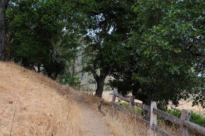 Fence Along Trail