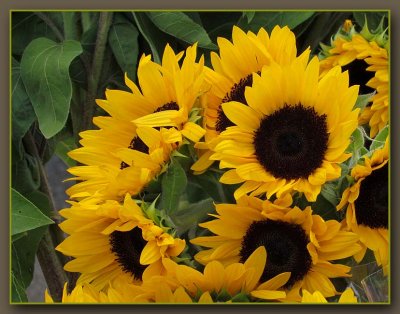Sunflowers at Market