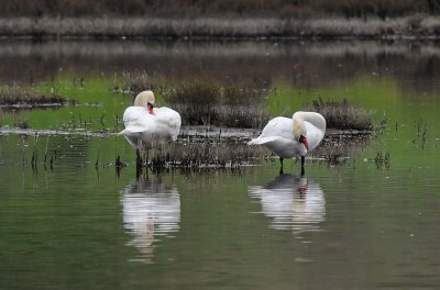 Two Swans at Rush Creek