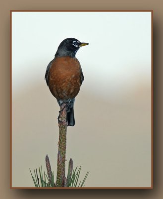 Blue-Eyed Robin Perched On High