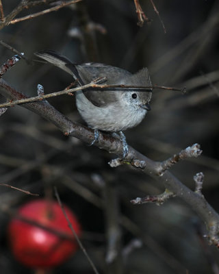 Peeking Titmouse & Pomegranate