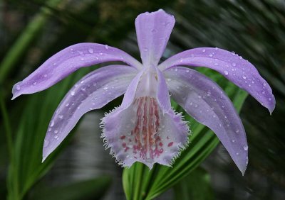 Wet Purple Orchid