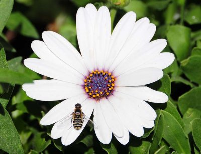 Progressive Bee Fly on White