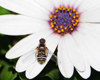 Progressive Bee Fly Up Close