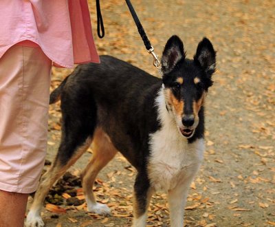 Shaved Collie