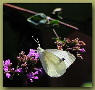 Cabbage Butterfly on Black