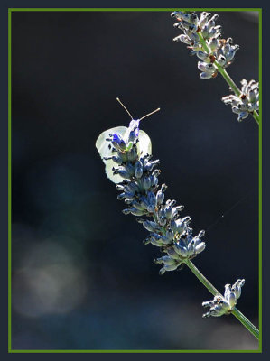 Sunlit Cabbage Butterfly