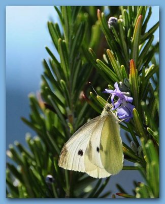 Cabbage Butterfly on Rosemary