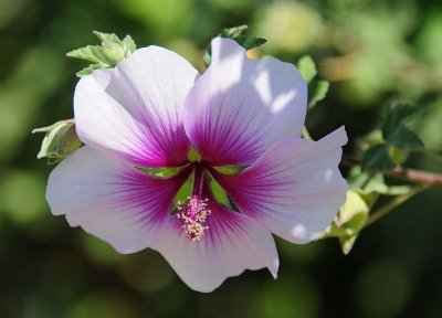 Rose of Sharon